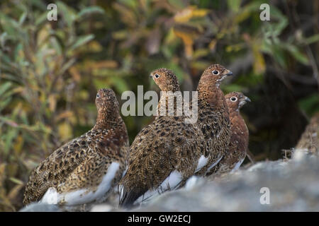 Willow Ptarmigan (Lagopus Lagopus) ist der Staatsvogel von Alaska. Die hier gezeigten Willow Ptarmigan ist im Sommer Gefieder wird Stockfoto