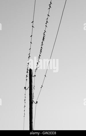 Vögel auf den Drähten einen Telegrafenmast Stockfoto