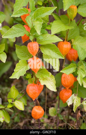 Physalis Alkekengi Frucht mit der orange Schale im Garten wächst. Stockfoto