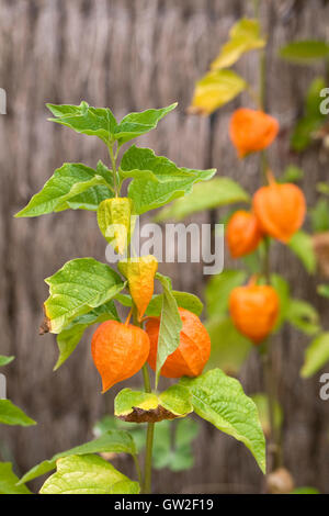 Physalis Alkekengi Frucht mit der orange Schale im Garten wächst. Stockfoto