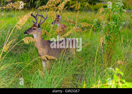 Zwei Whitetail Deer in St. Andrews State Park, Panama City Beach, Florida, USA Stockfoto