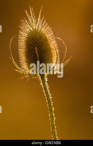 Gegenlicht Samen Leiter der gemeinsamen Karde (Dipsacus Fullonum), Cambridgeshire Stockfoto