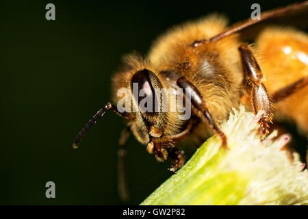 Honig Biene Makro Stockfoto