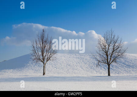 Zwei einsame Bäume in einer Winterlandschaft unter blauem Himmel Stockfoto