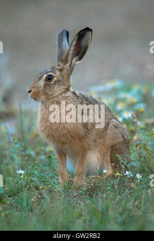 Brauner Hase (Lepus Europaeus) setzte sich in einem Unkraut bedeckt Ackerland. Stockfoto