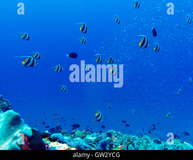 Viele Wimpel Coralfishes (Heniochus Acuminatus), Malediven Stockfoto