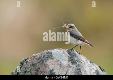 Nördlichen Steinschmätzer / Steinschmätzer (Oenanthe Oenanthe) tragen Nistmaterial im Schnabel, thront auf einem Felsen, sorgfältige Vogel. Stockfoto