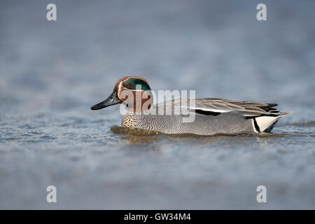 Petrol / Krickente (Anas Vogelarten), Drake, in bunten Zucht Kleid, Schwimmen in der Nähe, perfekte Seitenansicht, Tierwelt, Europa. Stockfoto