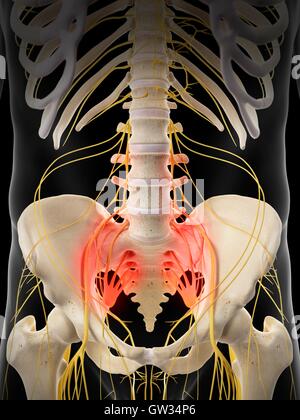 Menschlichen sakrale Nervenschmerzen, Abbildung. Stockfoto