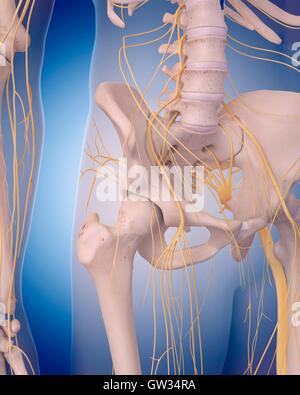 Menschlichen Beckennerven, Abbildung. Stockfoto