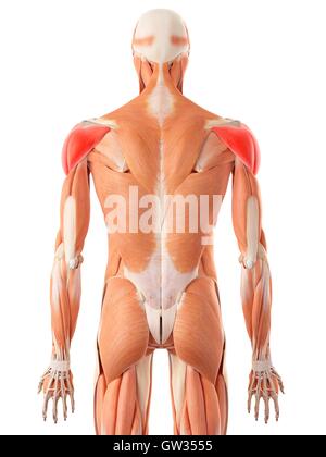 Menschlichen Deltamuskeln, Abbildung. Stockfoto