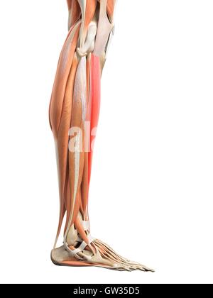 Menschliches Beinmuskeln, Abbildung. Stockfoto