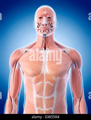 Menschlichen Oberkörpermuskulatur, Abbildung. Stockfoto