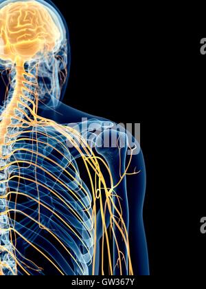 Menschlichen Schulter Nerven, Illustration, Stockfoto