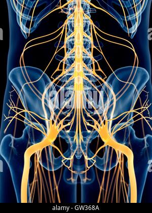 Menschlichen Beckennerven, Abbildung. Stockfoto