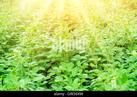 Kulturlandschaft mit frischen grünen Soja Feld an sonnigen Tag Stockfoto