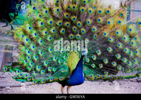 Pfau Vogel Stockfoto