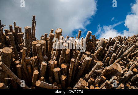 Baumstämmen Stockfoto