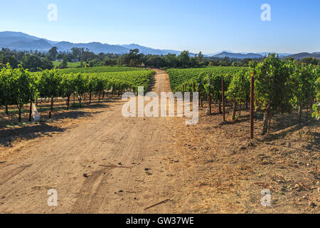 Weingut im Napa Valley Stockfoto