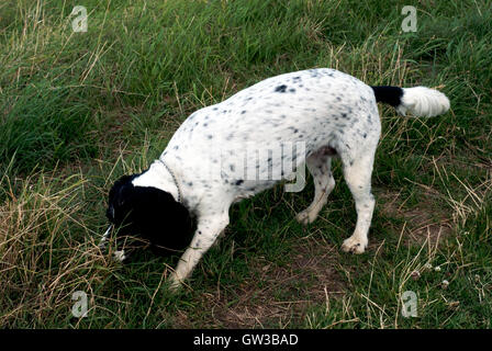 Spaniel, Field Spaniel, Sprocker, Arbeit, Jagd, Stockfoto