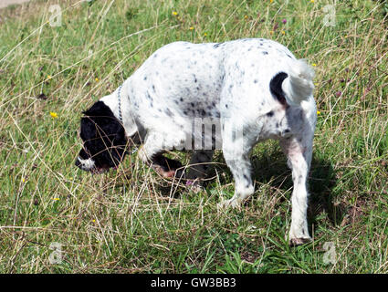 Spaniel, Field Spaniel, Sprocker, Arbeit, Jagd, Stockfoto