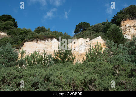 Canford Cliffs, Branksome Chine, mit Blick auf Bucht Poole, Dorset, Großbritannien Stockfoto