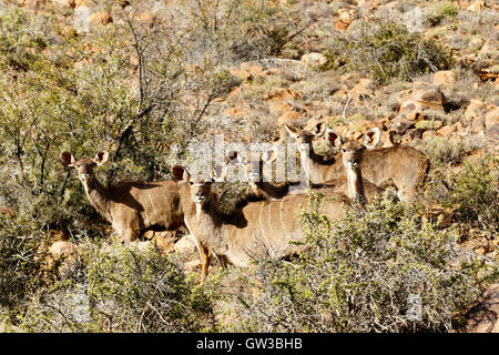 Weibliche Kudu Familie - Karoo-Nationalpark, gegründet 1979, ist ein Naturschutzgebiet in der großen Karoo Gegend des Western Cape Stockfoto