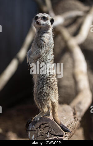 Erdmännchen auf Suche Stockfoto