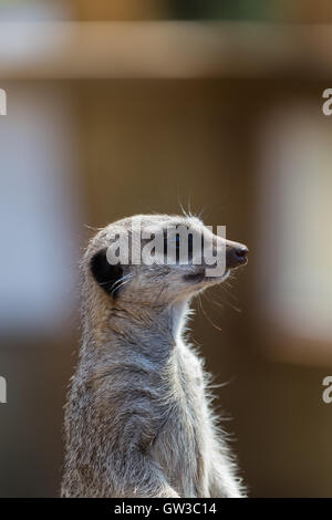 Erdmännchen auf der Hut Stockfoto