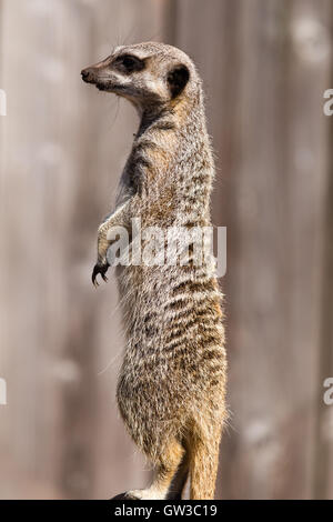 Erdmännchen auf Wache Stockfoto