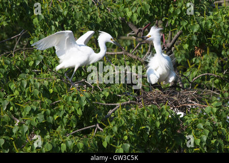 Schneegreiher (Egretta thula), der Nistmaterial bringt, um sich auf dem Nest in der Saatkrähenkolonie zu paaren Stockfoto