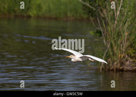 Kuhreiher (Bubulcus Ibis) fliegen mit Verschachtelung Material. Stockfoto