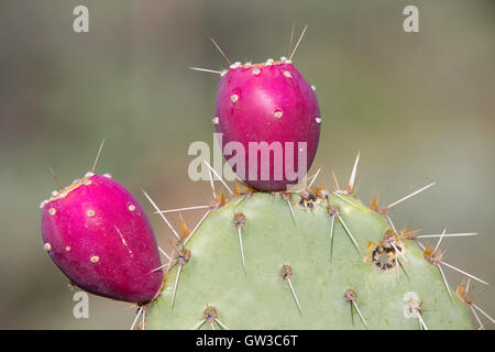 Feigenkakteen (Opuntia) Obst, Arizona Sonora Desert Museum Stockfoto