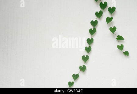 grüne, herzförmige Blätter auf weiße Wand Stockfoto