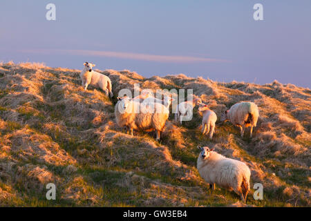 Markierten Schafe (Ovis Aries) auf einem Hügel am Cape St. Mary's Ecological Reserve, Neufundland, Kanada. Stockfoto