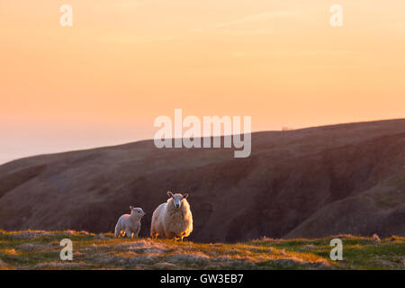 Schafe (Ovis Aries) und ihr Lamm auf einem Hügel am Cape St. Mary's ökologische Reserve, Neufundland, Kanada. Stockfoto