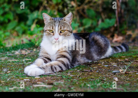 Wunderschöne gestreifte reinrassige Katze liegend auf dem grünen Rasen. Stockfoto