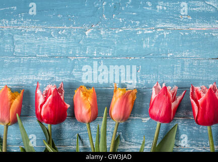 Orange und rote Tulpen auf blauem Hintergrund aus Holz Stockfoto