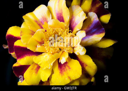 Gelbe Tagetes Blume Close Up Makro Bild. Stockfoto