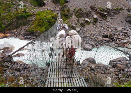 Wohnwagen Tier Esel beladen Taschen Kreuzung Kabelbrücke. Trekking Landschaft Ansicht Hintergrund. Fast Bergfluss unter Bridgework.Horizontal Foto. Stockfoto