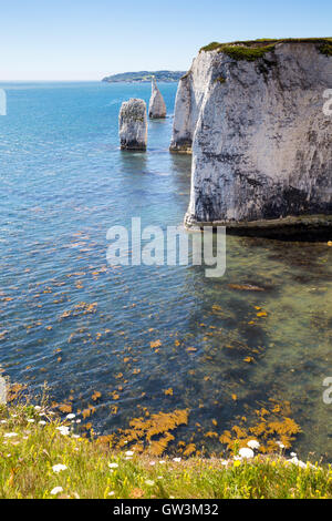 Old Harry Rocks, Studland Dorset, Juli 2016 Stockfoto