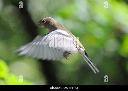 Fliegen weibliche gemeinsame Buchfinken (Fringilla Coelebs) im Herbst. Russland, Moskau region Stockfoto