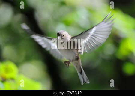 Fliegen weibliche gemeinsame Buchfinken (Fringilla Coelebs) im Herbst. Russland, Moskau region Stockfoto