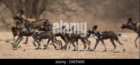 Rudel wilder Hunde (LYKAON Pictus) mit Welpen unterwegs. Einer der Welpen ist den Schädel von einem jungen männlichen Impala (Aepyceros tragen. Stockfoto