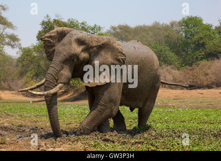 Afrikanischen Elefantenbullen (Loxodonta Africana) Schlamm Baden im Teich mit Wasser-Hyazinthe (Eicchornia Crassipes) Stockfoto