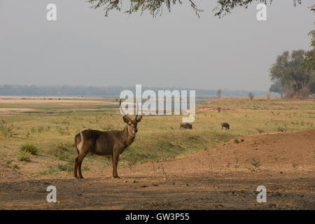 Gemeinsamen Wasserbock (Kobus Ellipsiprymnus Ellipsiprymnus) in den Sambesi-Tal wimmelt es von Wildtieren.  Im Hintergrund: Warzenschwein Stockfoto