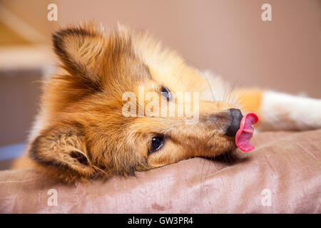 Wenig Shetland sheepdog liegt auf der Seite Stockfoto