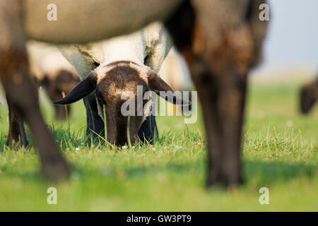 Soay Schafe grasen auf Schiermonnikoog, Niederlande Stockfoto