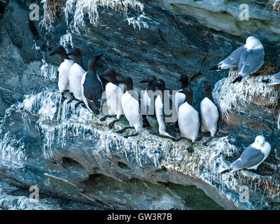 Dreizehenmöwen und gemeinsame Trottellummen Seevögel thront auf Klippen im Schweine Paradies auf der Insel Colonsay, Schottland, Großbritannien. Stockfoto