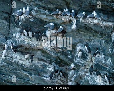 Dreizehenmöwen, Tordalken und Trottellummen Seevögel thront auf Klippen im Schweine Paradies auf der Insel Colonsay, Scotland, UK. Stockfoto